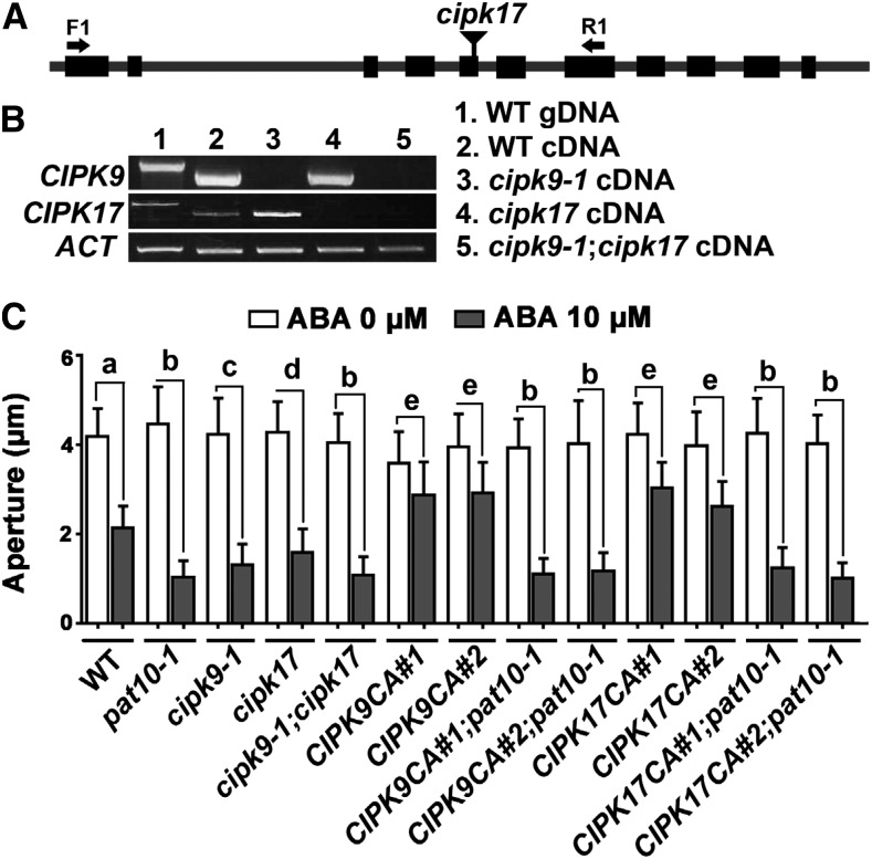 Figure 6.