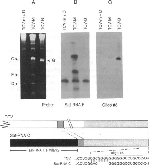 graphic file with name pnas00290-0132-a.jpg