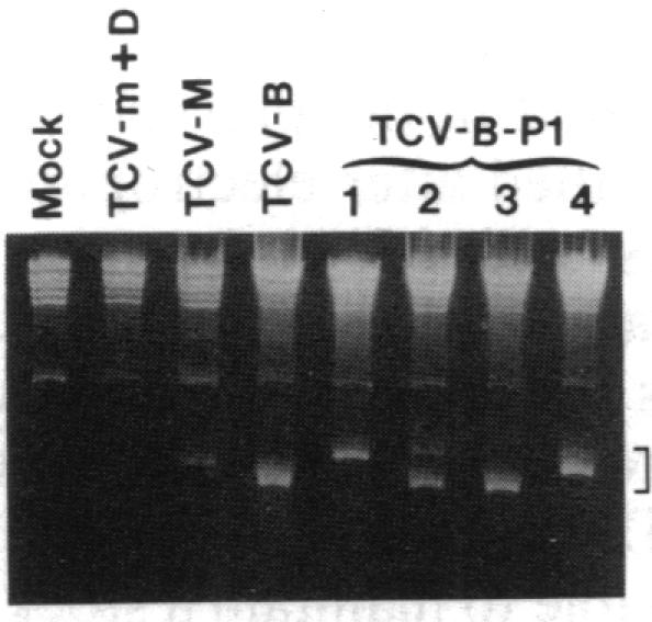 graphic file with name pnas00290-0134-c.jpg