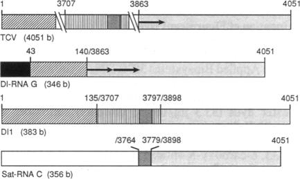 graphic file with name pnas00290-0135-a.jpg