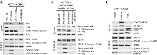 Fig. S5.