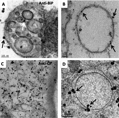 FIG. 8.