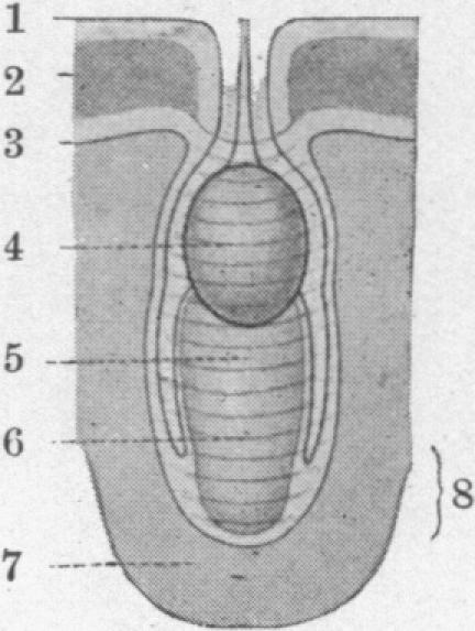 Fig. 24