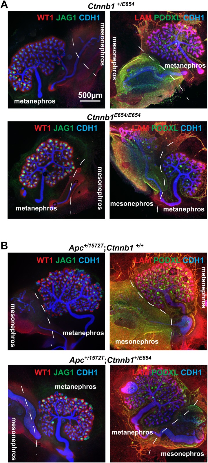 Figure 4—figure supplement 2.