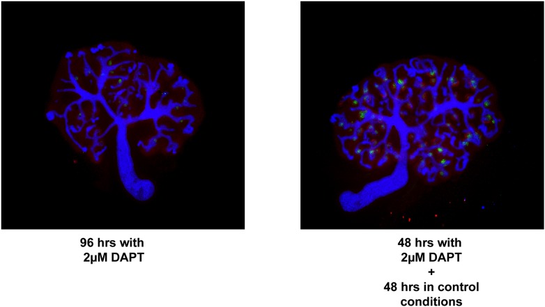 Figure 7—figure supplement 1.