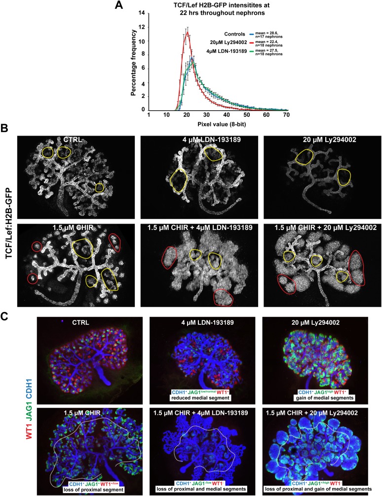 Figure 6—figure supplement 2.