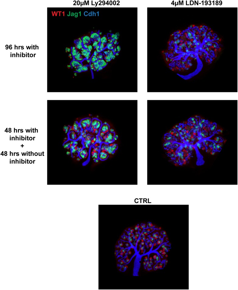 Figure 6—figure supplement 1.