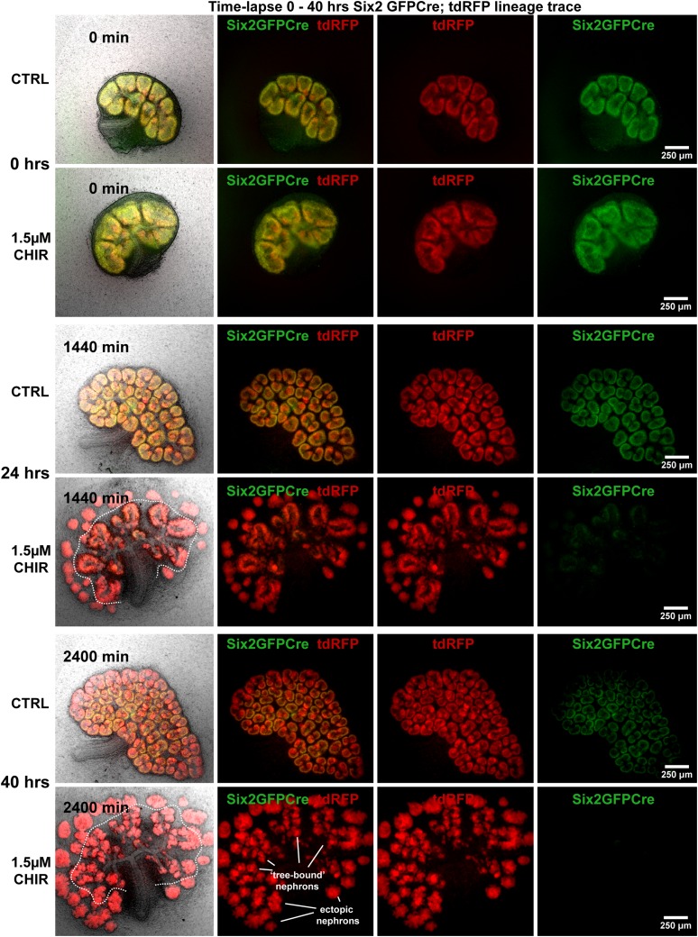 Figure 2—figure supplement 3.