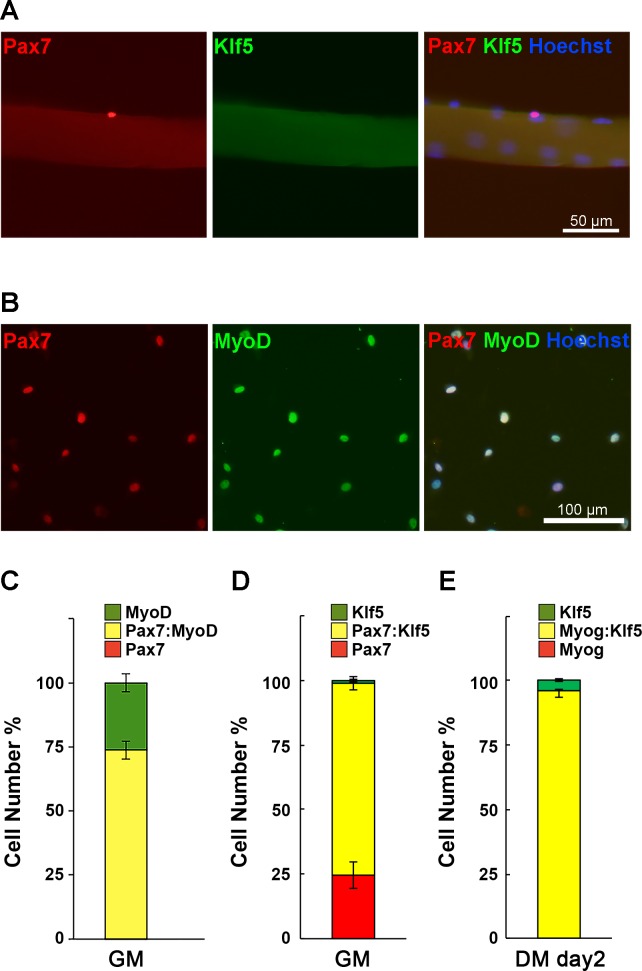 Figure 1—figure supplement 1.