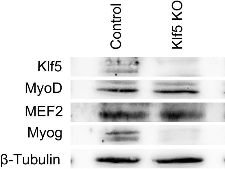 Figure 6—figure supplement 1.