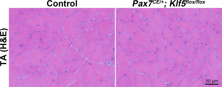 Figure 2—figure supplement 1.