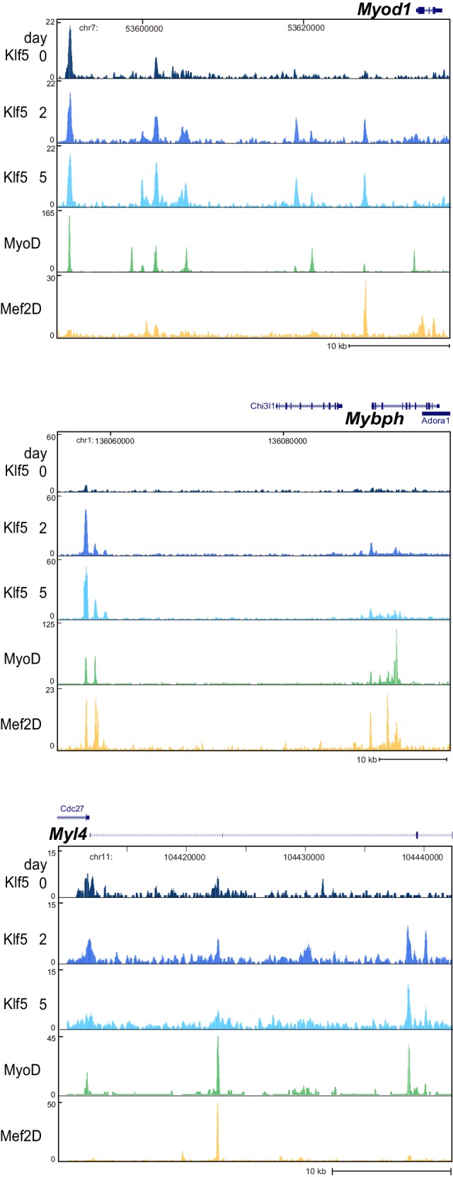 Figure 5—figure supplement 1.