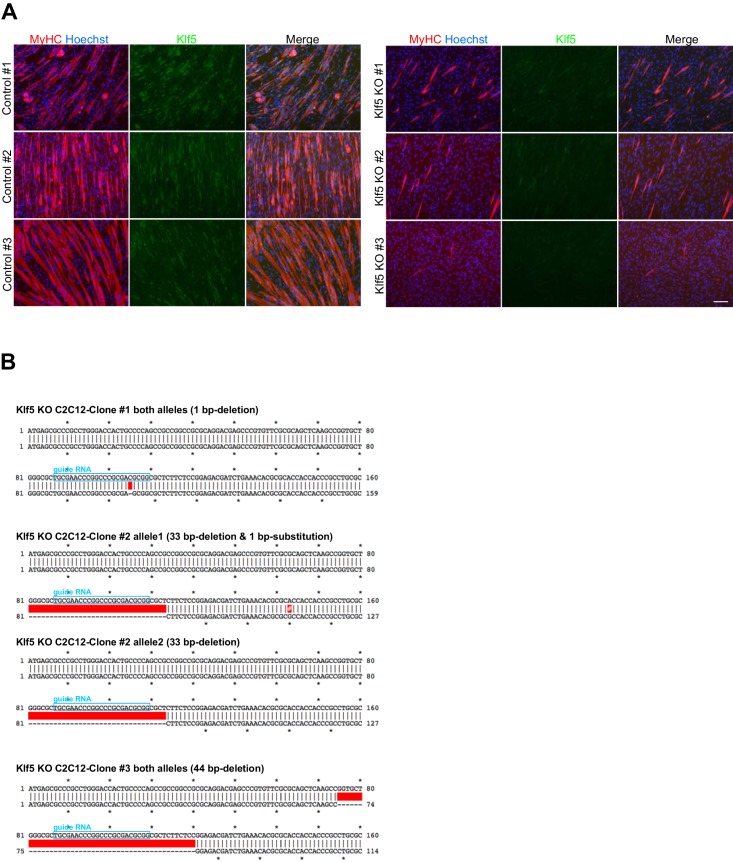 Figure 3—figure supplement 2.