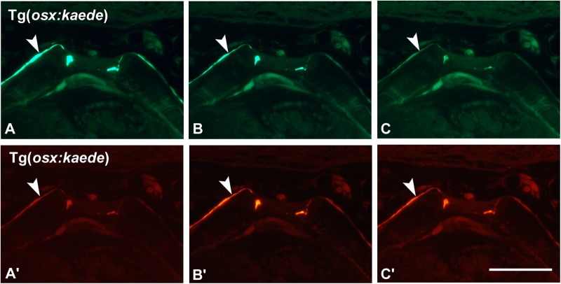 Fig. 2.