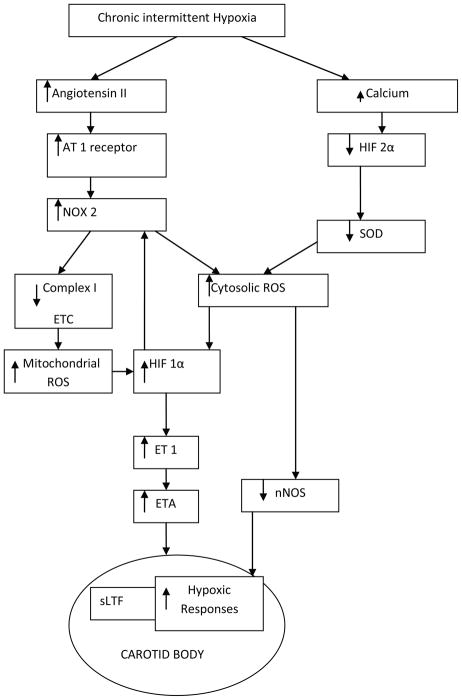 FIGURE 1