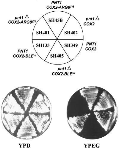 FIG. 6