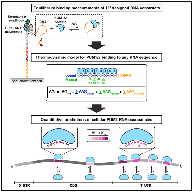 graphic file with name nihms-1034674-f0001.jpg
