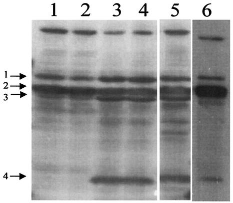 FIG. 5.