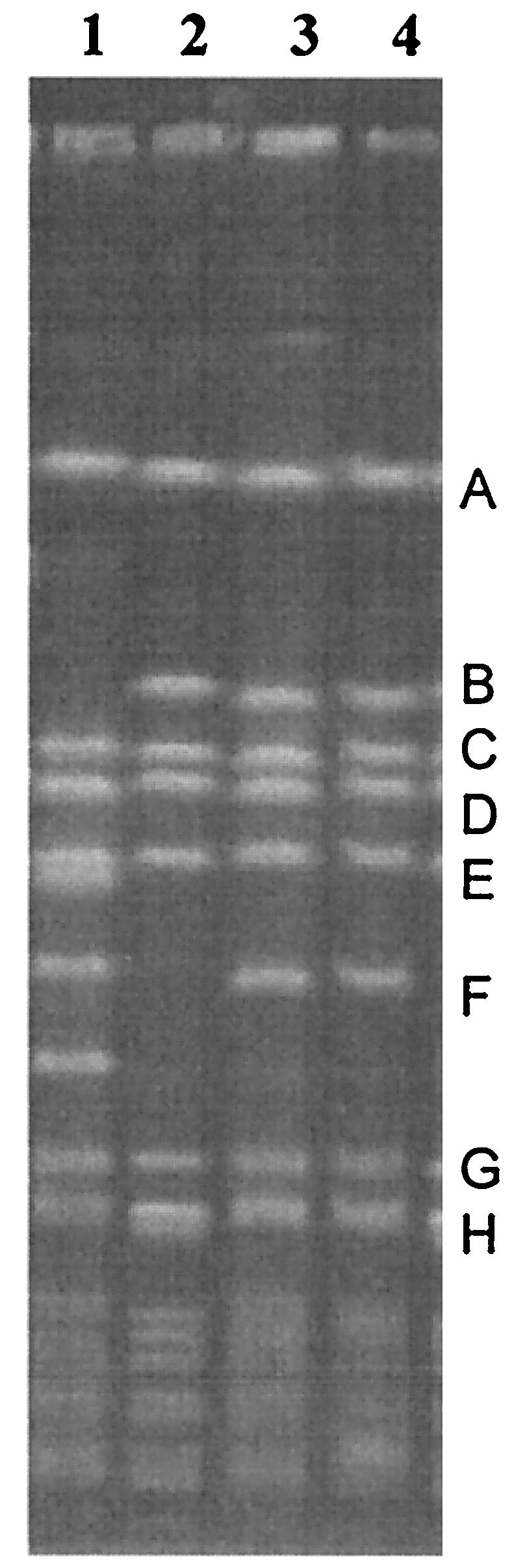 FIG. 2.