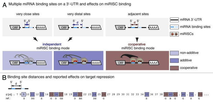 graphic file with name rna-10-1125-g1.jpg