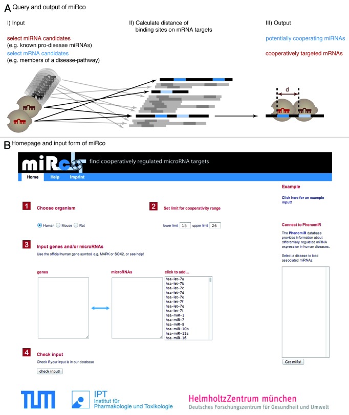 graphic file with name rna-10-1125-g5.jpg