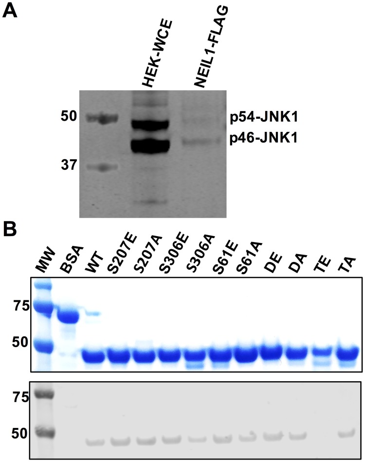 Fig 5