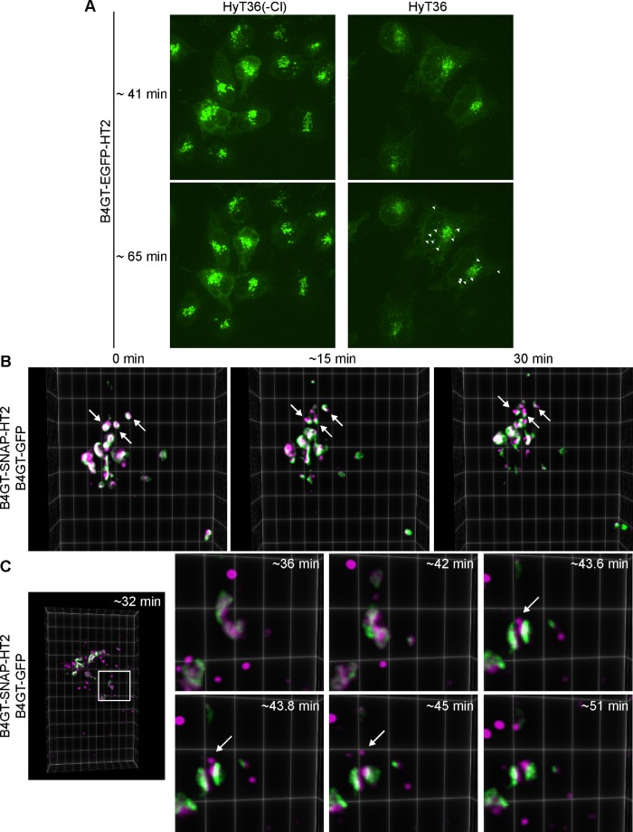 FIGURE 3: