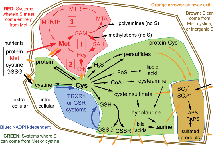 FIG. 1.