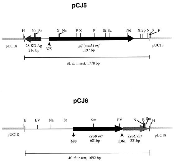 FIG. 1