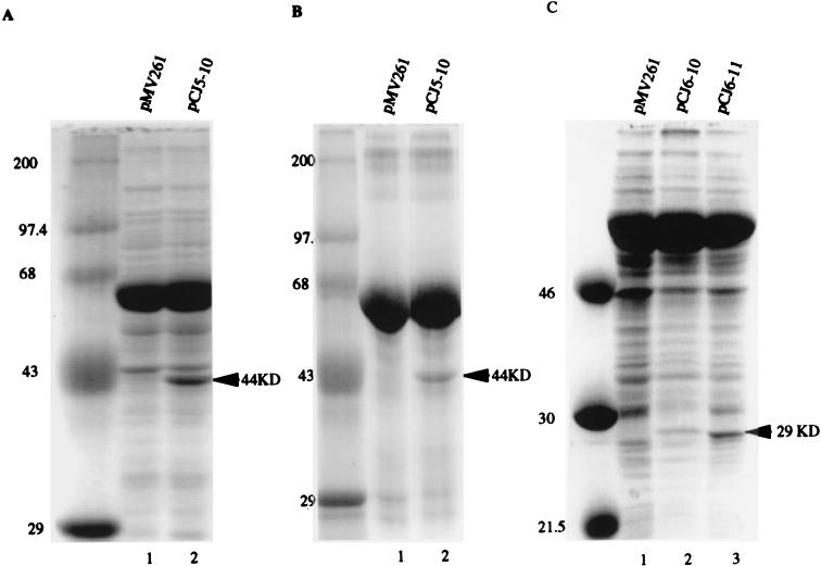 FIG. 3