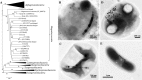 Fig 5