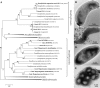 Fig 7