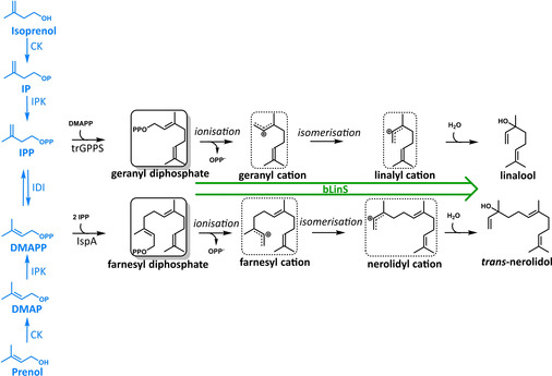 Scheme 1