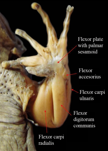 Fig. 5