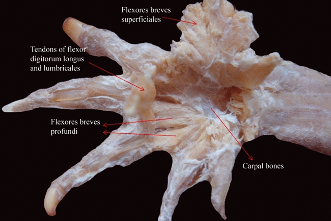 Fig. 11