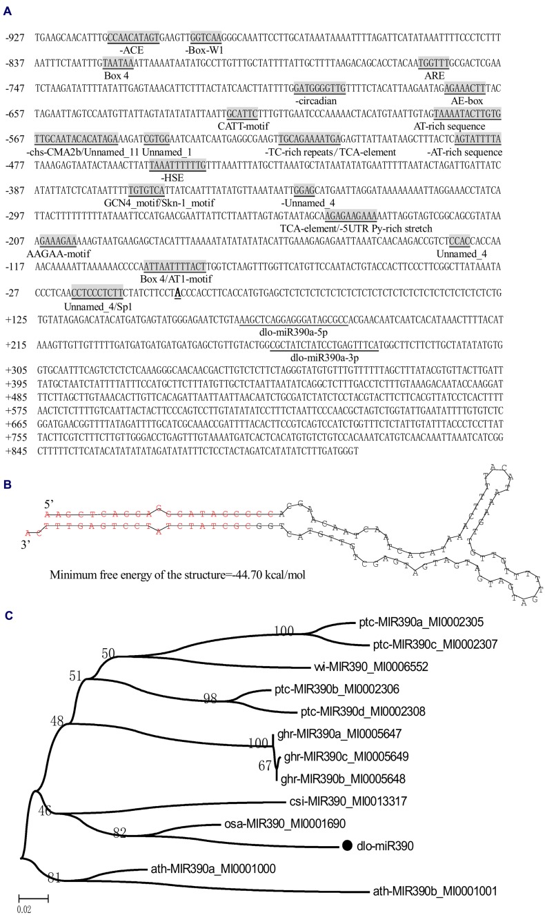 FIGURE 1