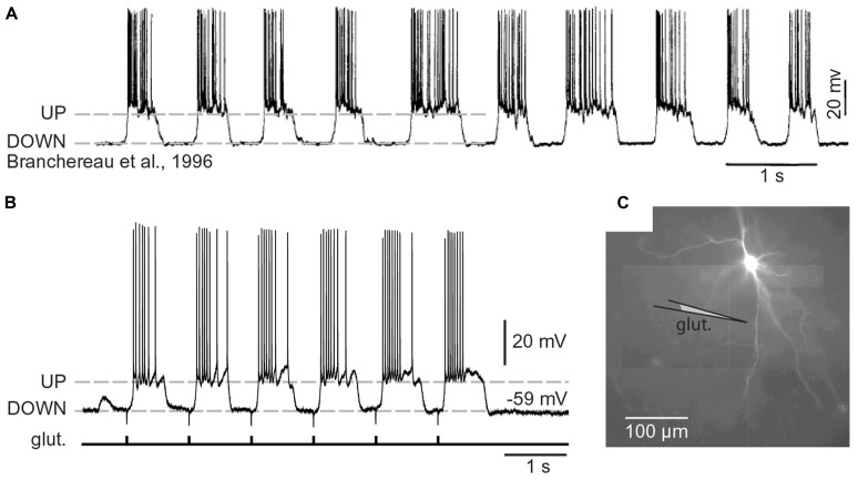 FIGURE 3