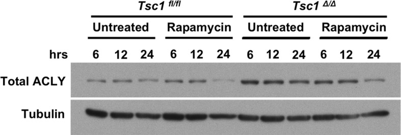 Figure 5—figure supplement 1.