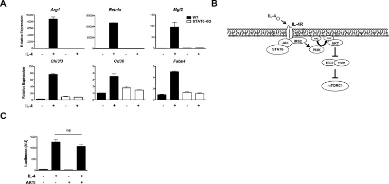 Figure 2—figure supplement 1.