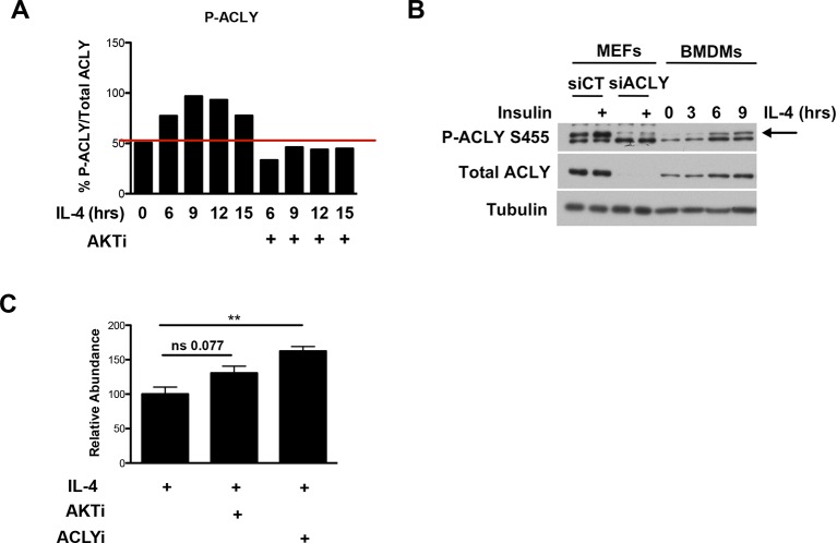 Figure 3—figure supplement 1.