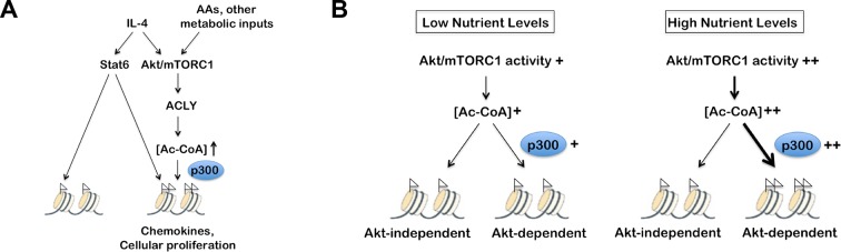 Figure 7—figure supplement 1.