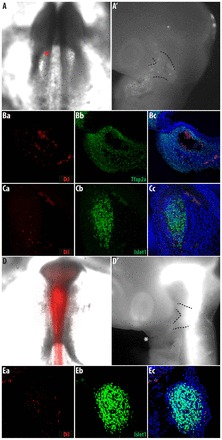 Fig. 8.