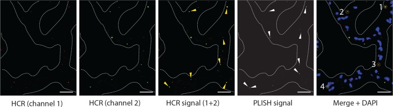 Figure 1—figure supplement 3.