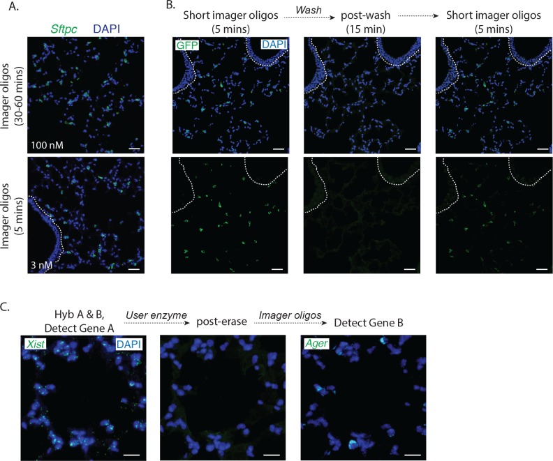 Figure 3—figure supplement 1.