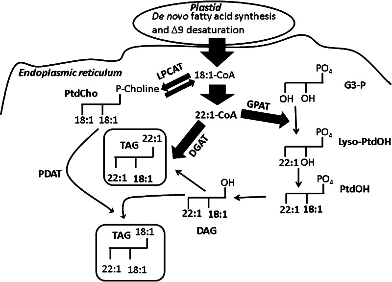 Scheme 1