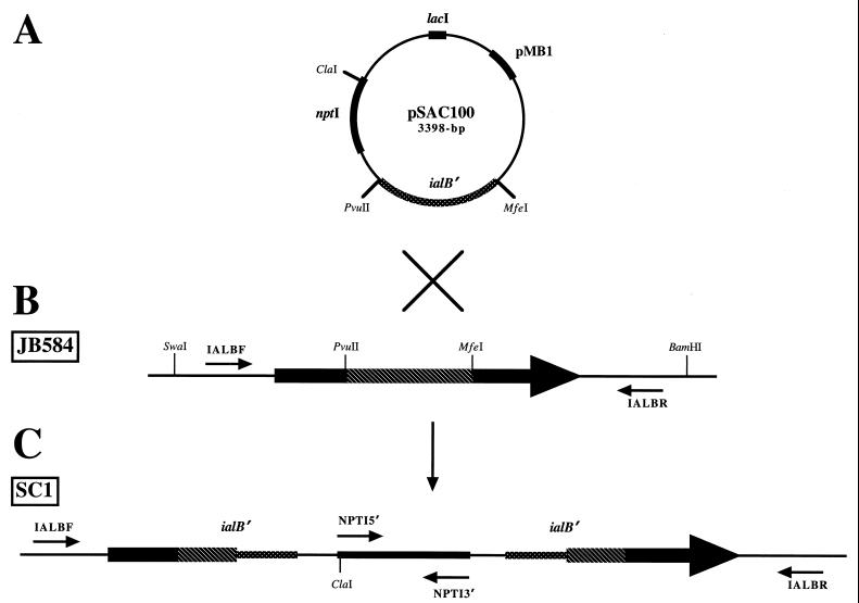 FIG. 2