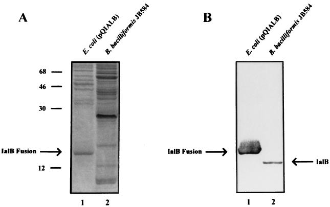 FIG. 1