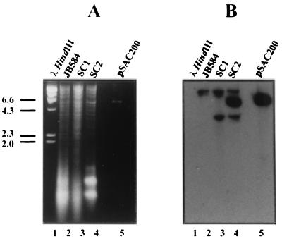 FIG. 5