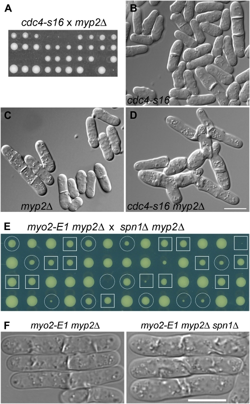 Figure 2.—