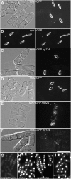 F<sc>igure</sc> 6.—